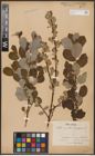 Foto von Salix aurita L. x Salix caprea L.